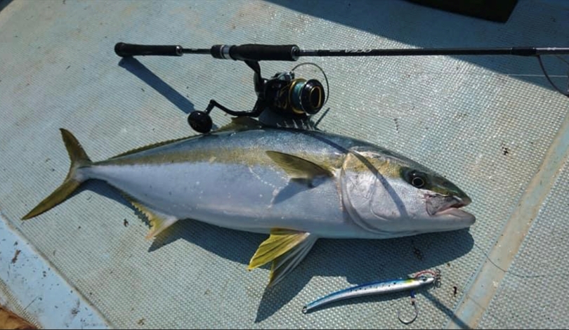 オシアジガーコンセプトs