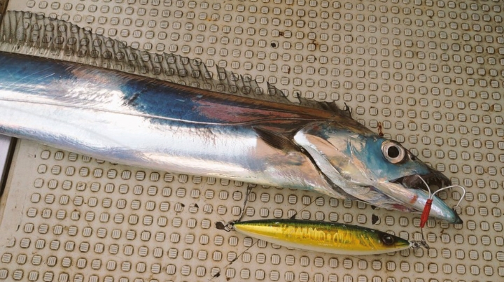 太刀魚ジギング